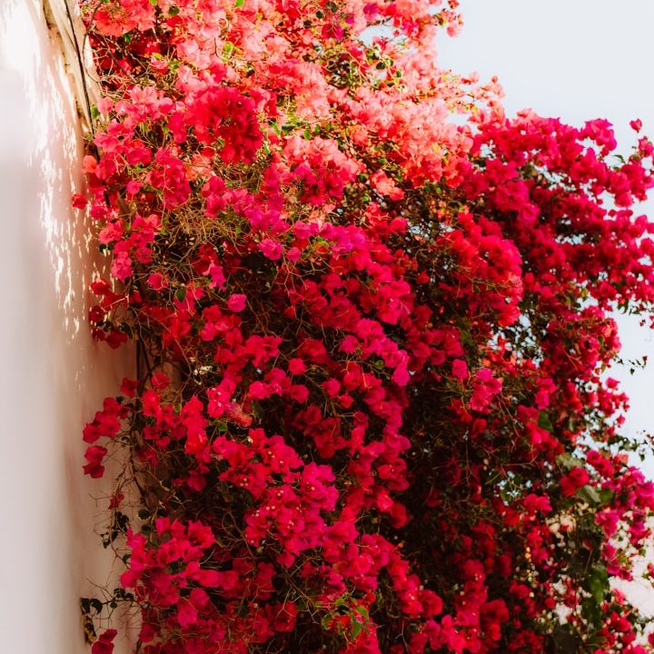 Rose bush in full bloom